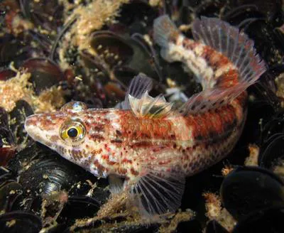 Wavy grubfish (Parapercis haackei)
