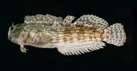 Wavy-lined blenny (Entomacrodus decussatus)