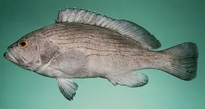 Wavy-lined grouper (Epinephelus undulosus)