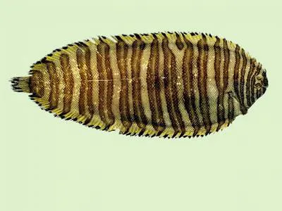 Wavyband sole (Pseudaesopia japonica)