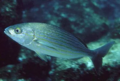 Wavyline grunt (Microlepidotus inornatus)