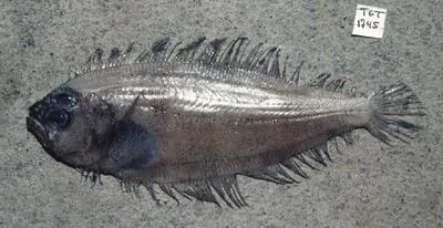 Weak lefteye flounder (Arnoglossus debilis)