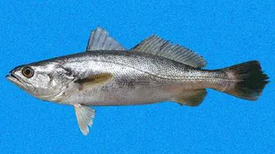 Weakfish (Cynoscion squamipinnis)