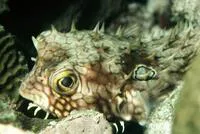 Web burrfish (Chilomycterus antillarum)