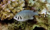 Weber's chromis (Chromis weberi)
