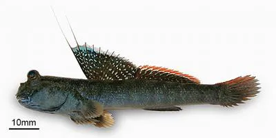 Weber's mudskipper (Periophthalmus weberi)