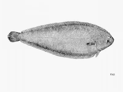 Wedge sole (Dicologlossa cuneata)