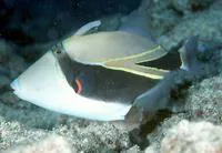 Wedge-tail triggerfish (Rhinecanthus rectangulus)