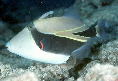 Wedge-tail triggerfish (Rhinecanthus rectangulus)