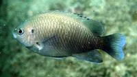 Wedgespot damsel (Pomacentrus cuneatus)