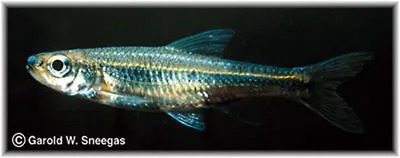 Wedgespot shiner (Notropis greenei)
