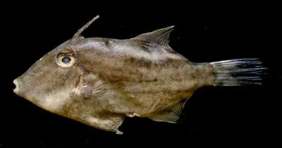 Wedgetail filefish (Paramonacanthus frenatus)