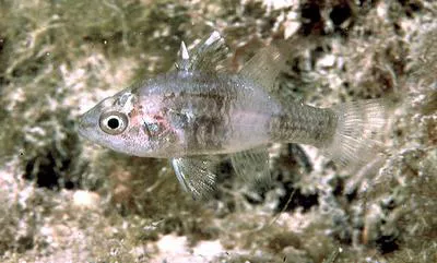 Weed cardinalfish (Foa brachygramma)