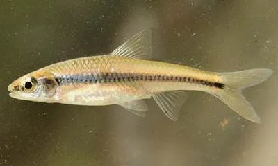 Weed shiner (Notropis texanus)