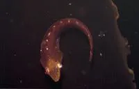 Weedsucker (Eckloniaichthys scylliorhiniceps)