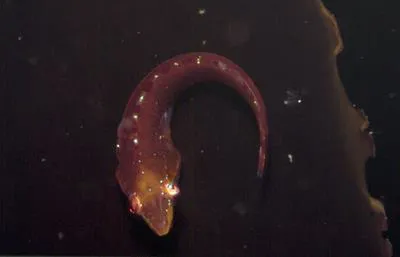 Weedsucker (Eckloniaichthys scylliorhiniceps)