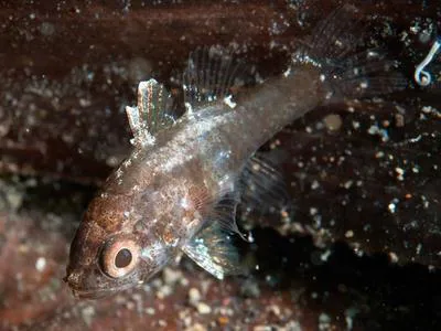 Weedy cardinalfish (Foa fo)