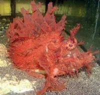 Weedy scorpionfish (Rhinopias frondosa)