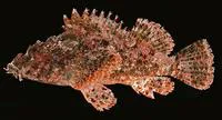 Weedy stingfish (Scorpaenopsis cirrosa)