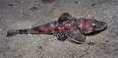 Welander's flathead (Rogadius welanderi)
