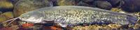 Wels catfish (Silurus glanis)