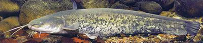 Wels catfish (Silurus glanis)