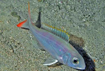 Wenchman (Pristipomoides aquilonaris)