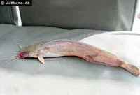 Werner's catfish (Clarias werneri)
