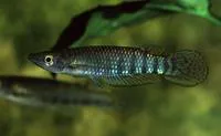 Werner's killifish (Aplocheilus werneri)
