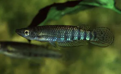 Werner's killifish (Aplocheilus werneri)