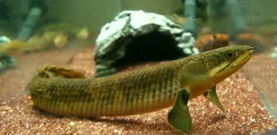 West African bichir (Polypterus retropinnis)
