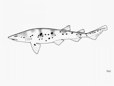 West African catshark (Scyliorhinus cervigoni)