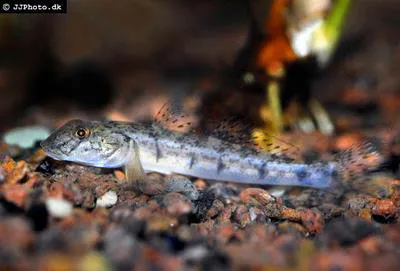 West African freshwater goby (Awaous lateristriga)
