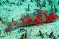 West African goatfish (Pseudupeneus prayensis)