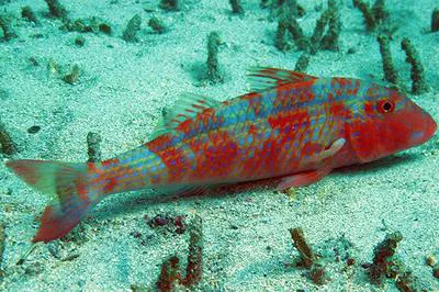 West African goatfish (Pseudupeneus prayensis)