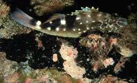 West African hawkfish (Cirrhitus atlanticus)