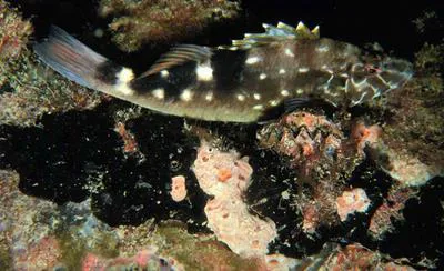 West African hawkfish (Cirrhitus atlanticus)