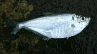 West African ilisha (Ilisha africana)