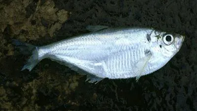 West African ilisha (Ilisha africana)