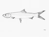 West African ladyfish (Elops lacerta)