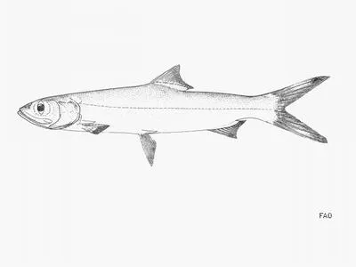 West African ladyfish (Elops lacerta)