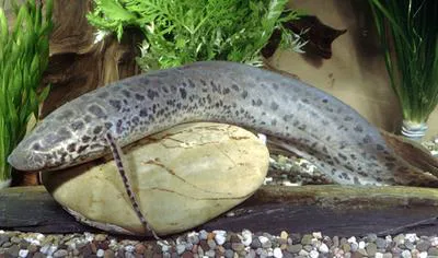 West African lungfish (Protopterus annectens annectens)