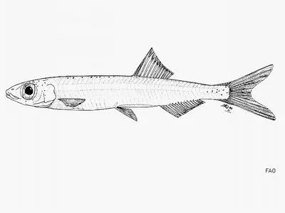West African pygmy herring (Sierrathrissa leonensis)