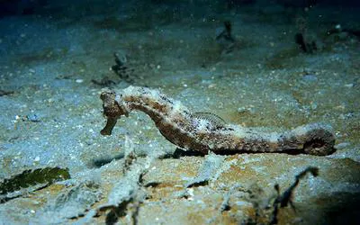 West African seahorse (Hippocampus algiricus)