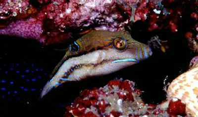 West African sharpnose-puffer (Canthigaster supramacula)