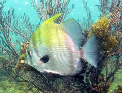 West African spadefish (Chaetodipterus lippei)