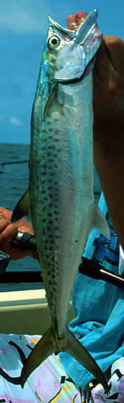 West African Spanish mackerel (Scomberomorus tritor)