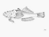 West African stargazer (Uranoscopus cadenati)
