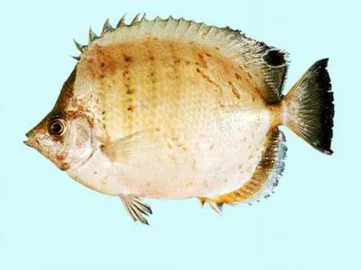 West Australian butterflyfish (Chaetodon assarius)