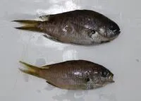 West Australian chromis (Chromis westaustralis)